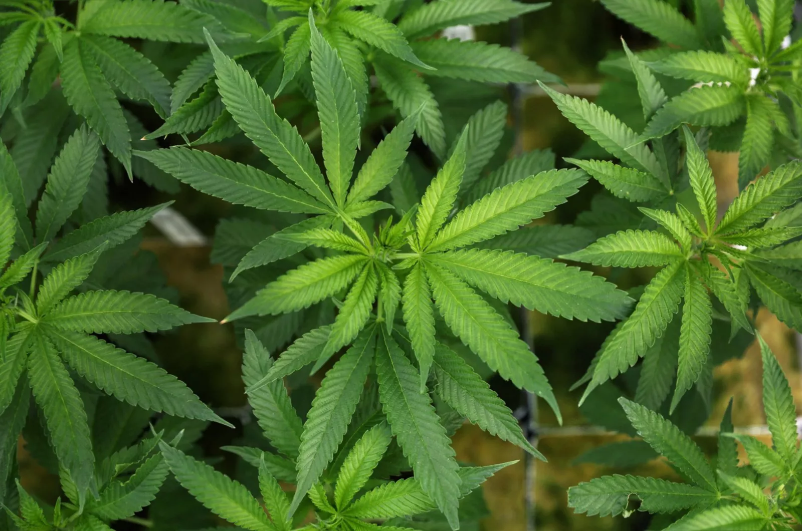 A graph showing the sharp rise in private medical cannabis prescriptions in England.
