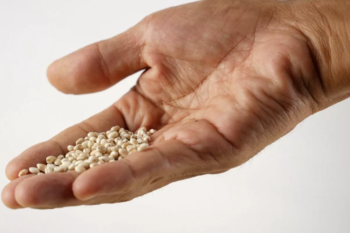 A person adding barley to a pot of soup or stew in a kitchen.