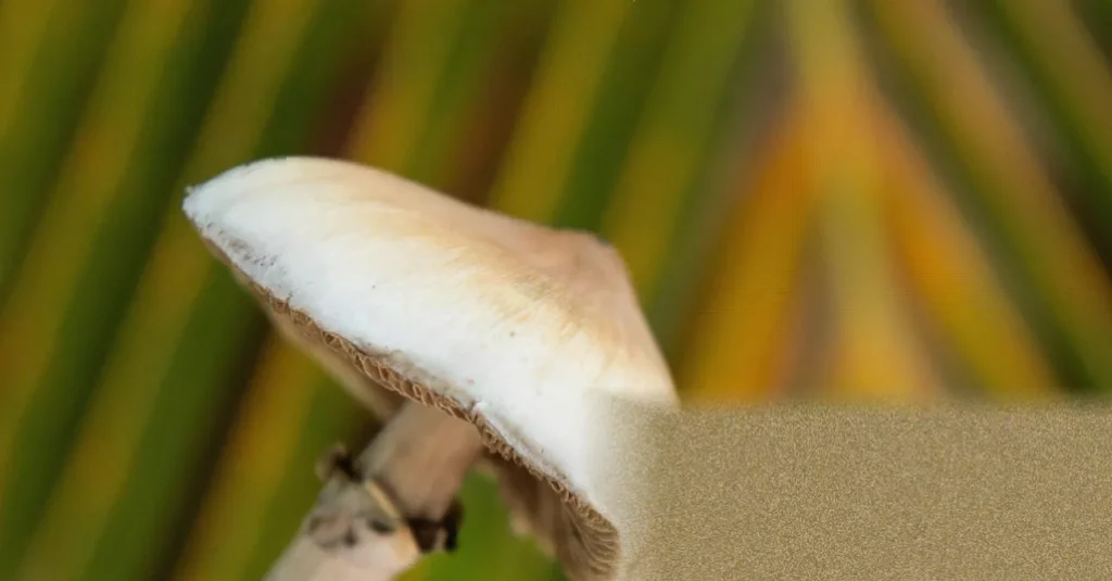 MRI scanner used in psilocybin brain study at a research facility
