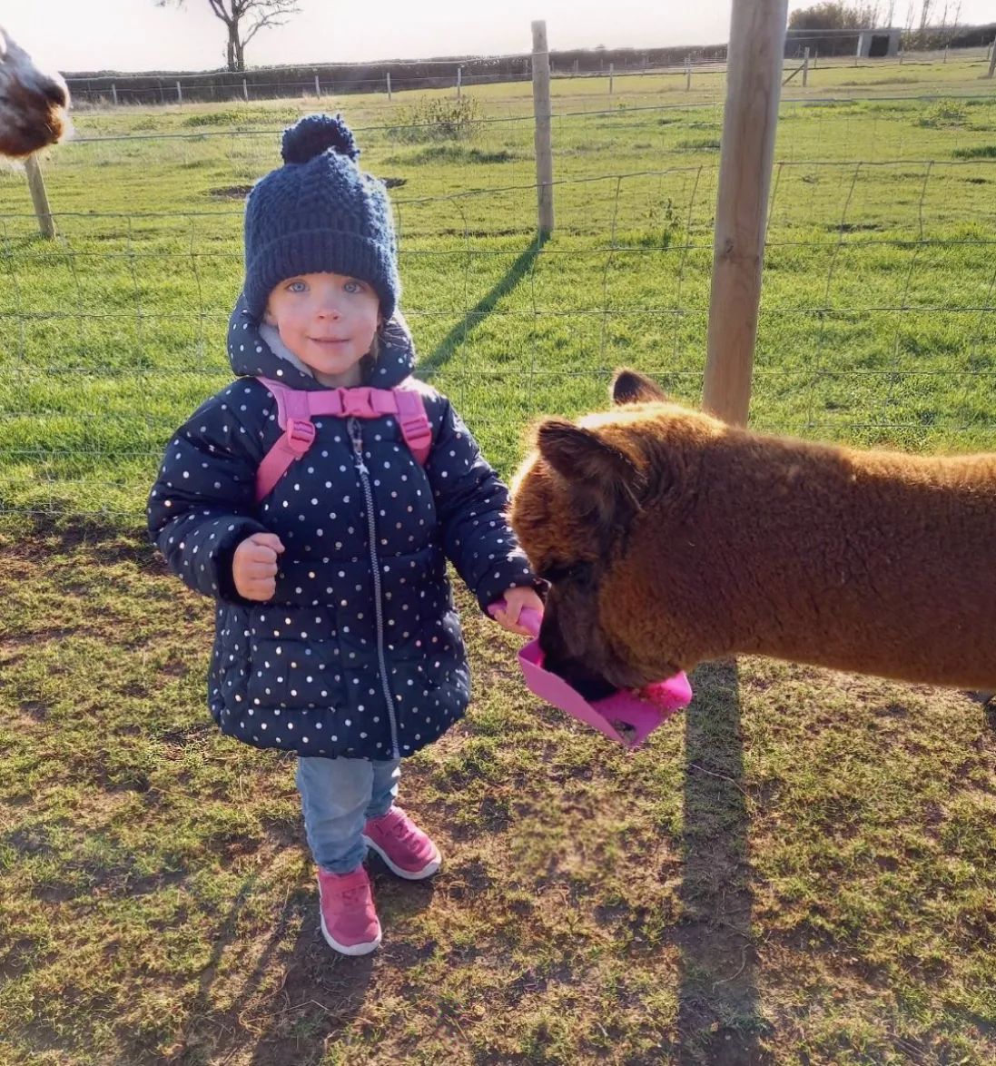 An alpaca at a petting farm with visitors in the background