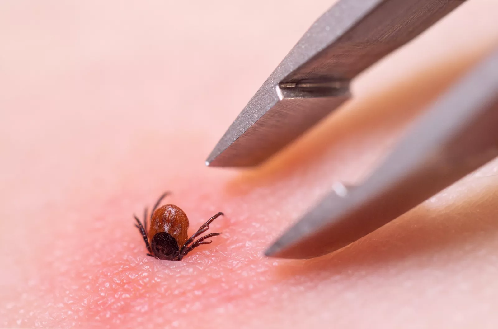 A close-up view of a sheep tick on a green leaf in natural habitat