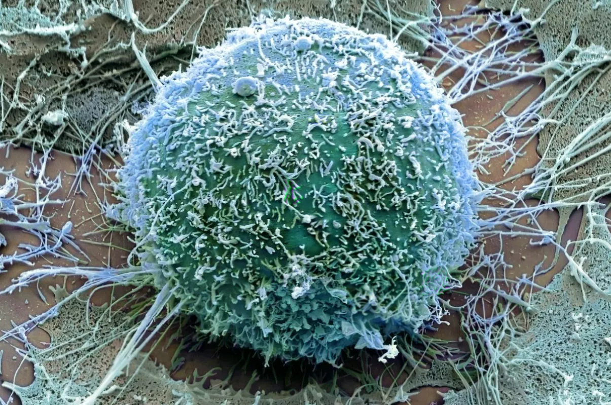 Illustration of T-cells being metabolically reset to restore youthful immune function in the body