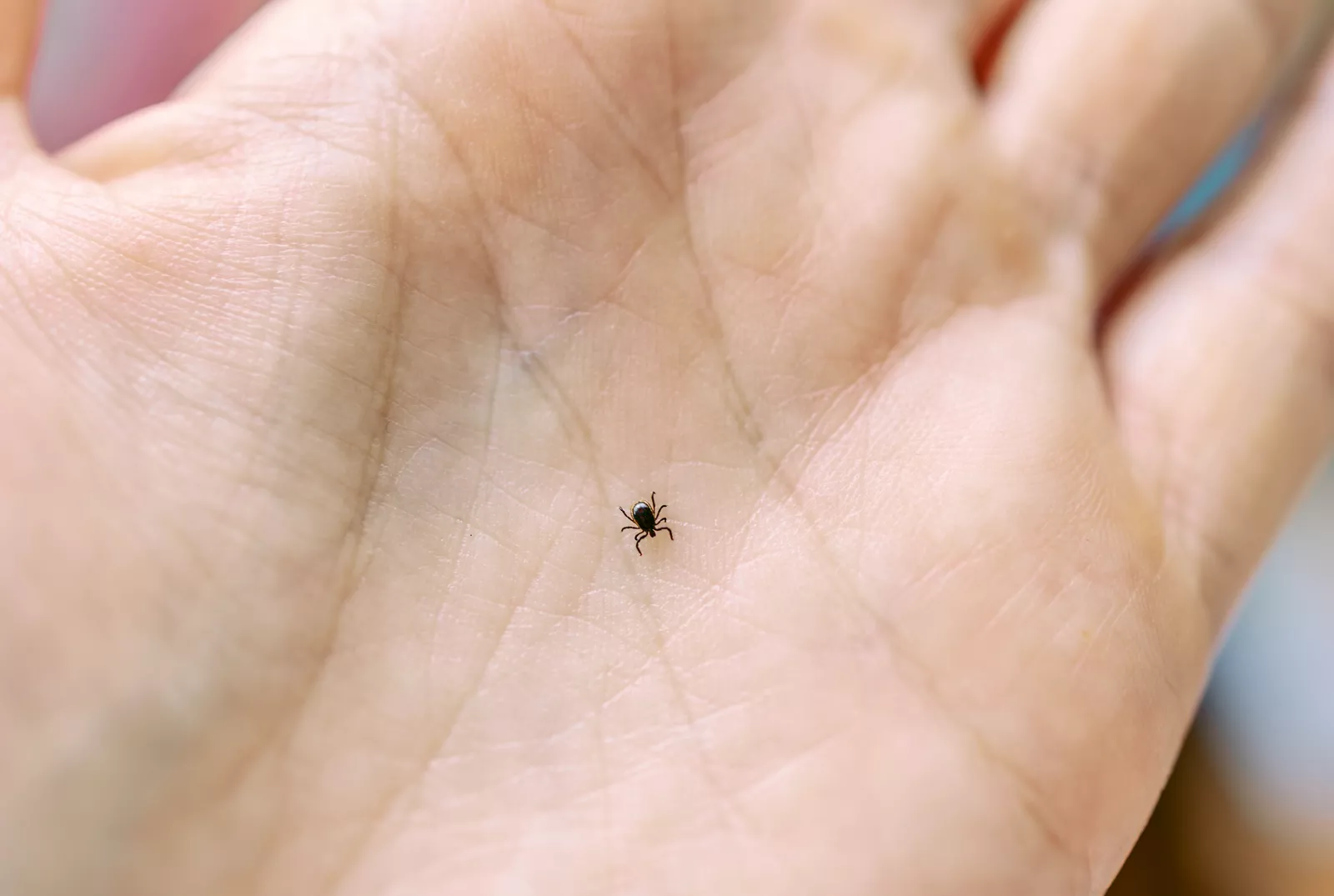Close-up of a tick on a blade of grass in a sunny countryside meadow